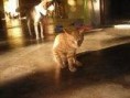 /album/galeria-de-fotos/cat4-jpg/