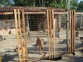 /album/galeria-de-fotos/canis2-jpg/