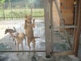 /album/galeria-de-fotos/canis5-jpg/