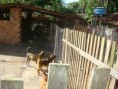 /album/galeria-de-fotos/canis6-jpg/