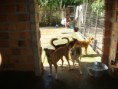 /album/galeria-de-fotos/canis10-jpg/